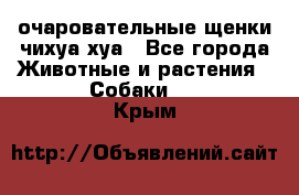 очаровательные щенки чихуа-хуа - Все города Животные и растения » Собаки   . Крым